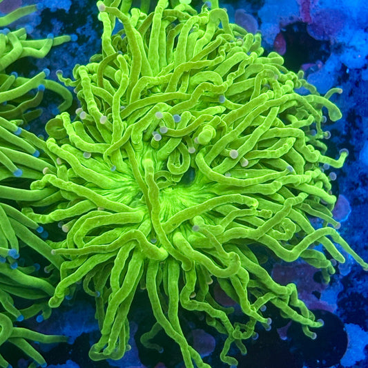 L3-18-M11 || 2 Head Malaysian Skittles Torch WYSIWYG