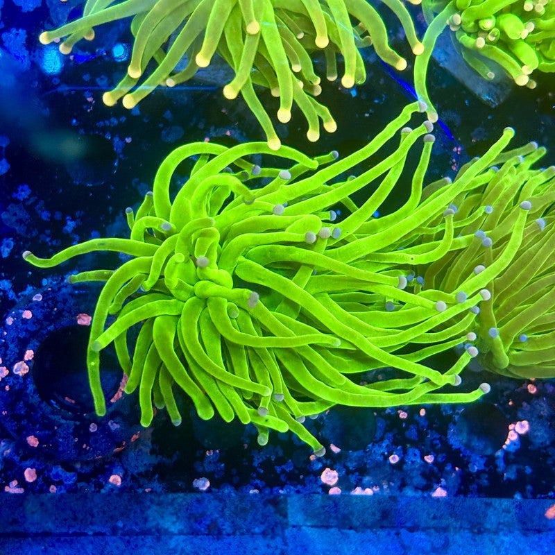 A5-01-M11 || 2 Head Malaysian Skittles Torch WYSIWYG