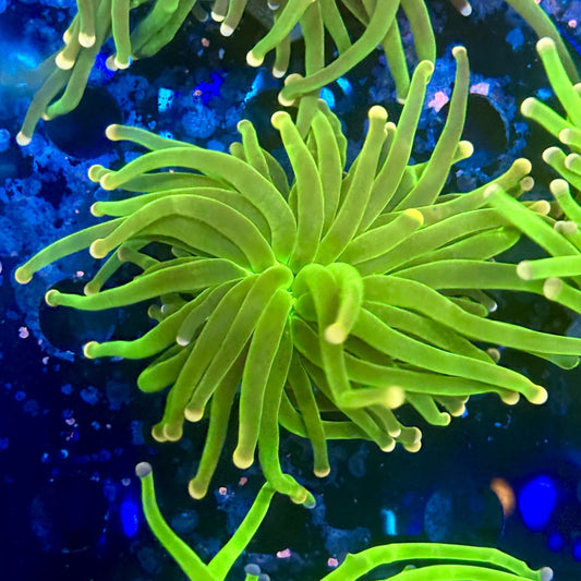 A5-02-M11 || 1 Head Cotton Candy Torch WYSIWYG