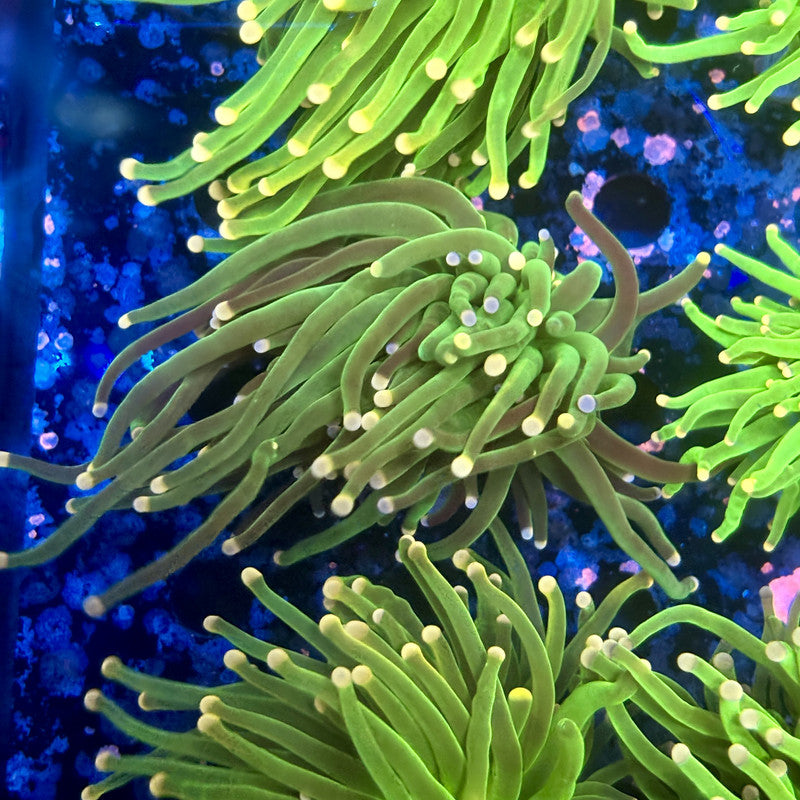 A5-03-M11 || 1 Head Cotton Candy Torch WYSIWYG