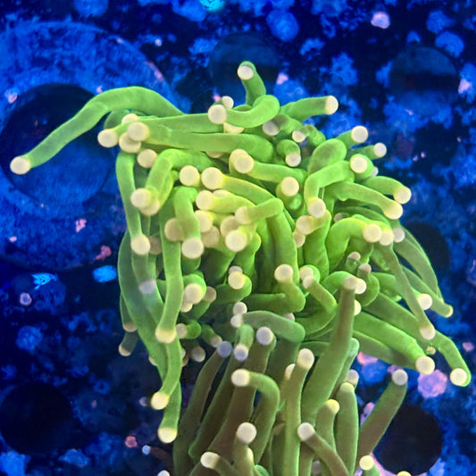 A5-04-M11 || 1 Head Cotton Candy Torch WYSIWYG