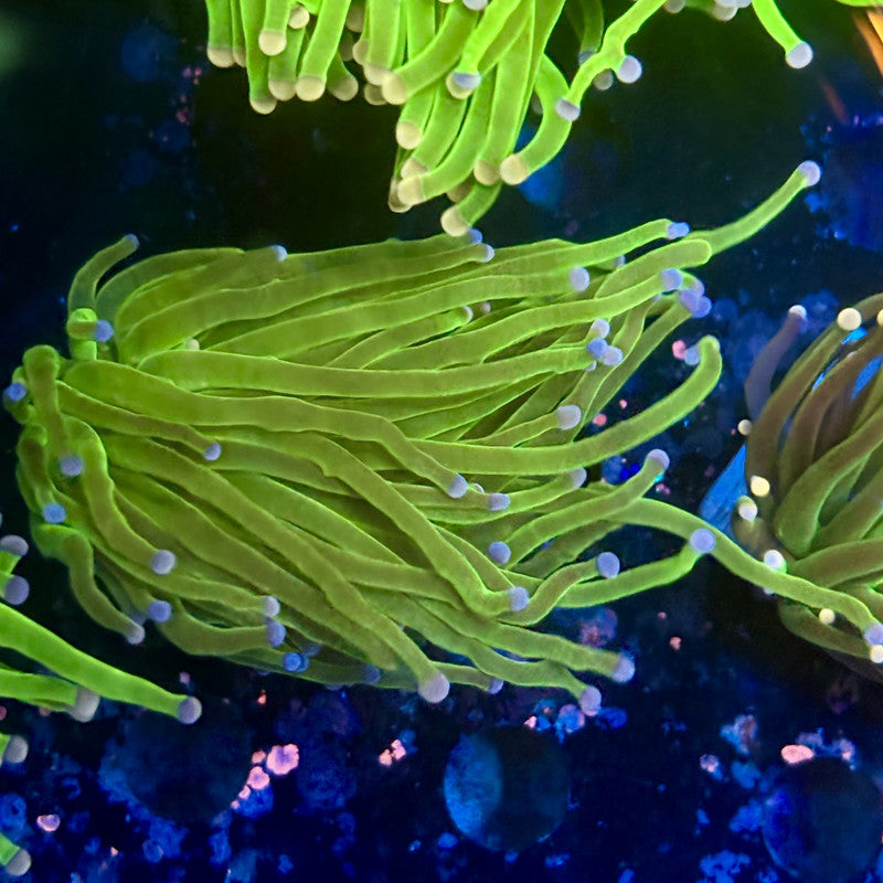 A5-05-M11 || 1 Head Cotton Candy Torch WYSIWYG