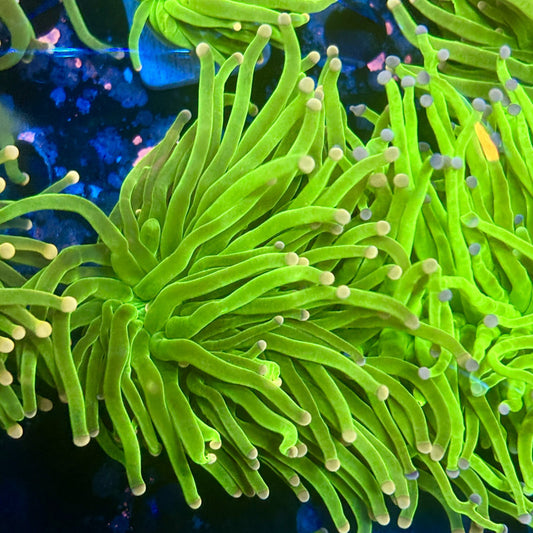 A5-06-M11 || 1 Head Cotton Candy Torch WYSIWYG