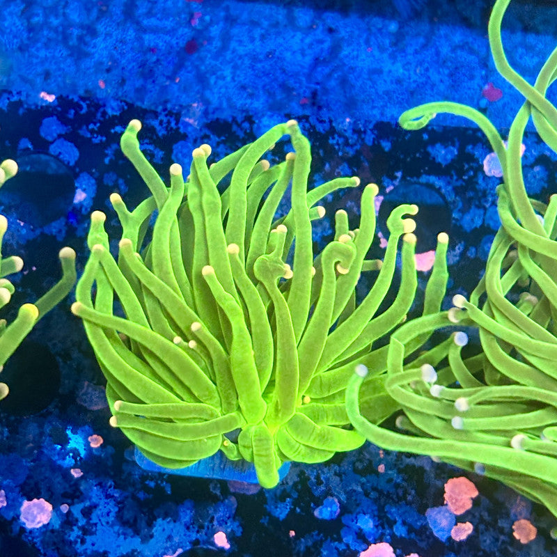 A5-08-M11 || 1 Head Cotton Candy Torch WYSIWYG