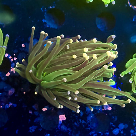 A5-09-M11 || 1 Head Cotton Candy Torch WYSIWYG