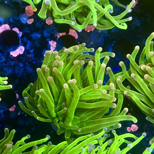 A5-11-M11 || 1 Head Cotton Candy Torch WYSIWYG