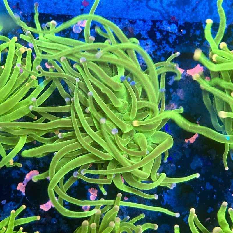 A5-12-M11 || 1 Head Cotton Candy Torch WYSIWYG