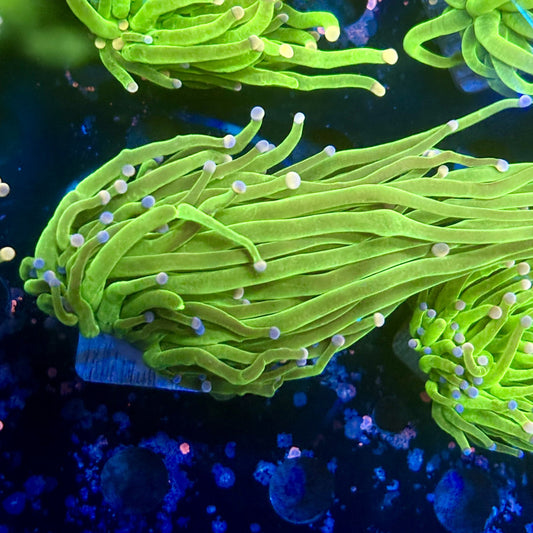 A5-13-M11 || 1 Head Malaysian Skittles Torch WYSIWYG