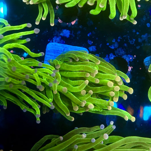 A5-14-M11 || 1 Head Cotton Candy Torch WYSIWYG