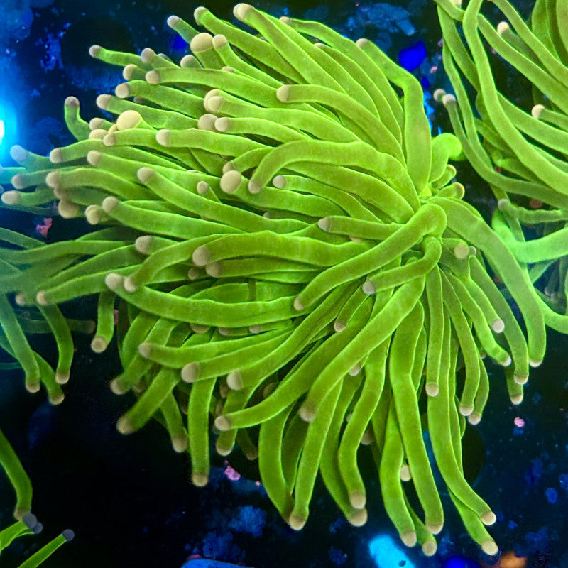 A5-15-M11 || 2 Head Cotton Candy Torch WYSIWYG