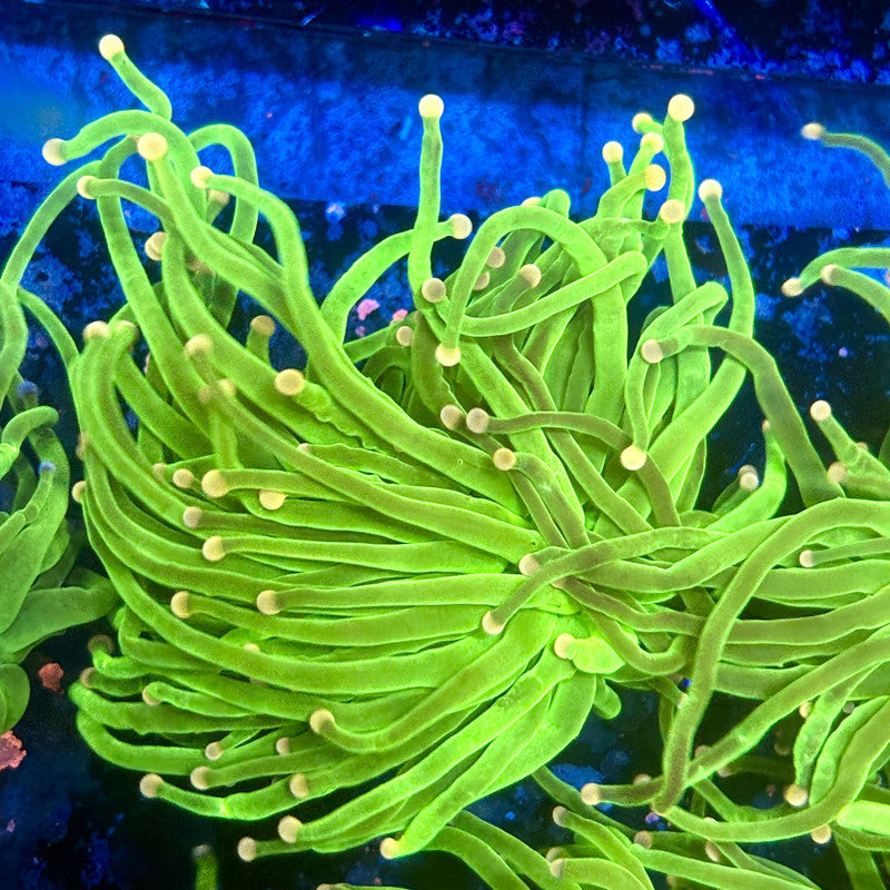 A5-16-M11 || 1 Head Cotton Candy Torch WYSIWYG