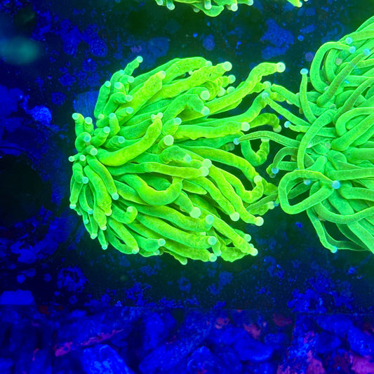 X1-01-M11 || 1 Head Holy Grail Torch WYSIWYG