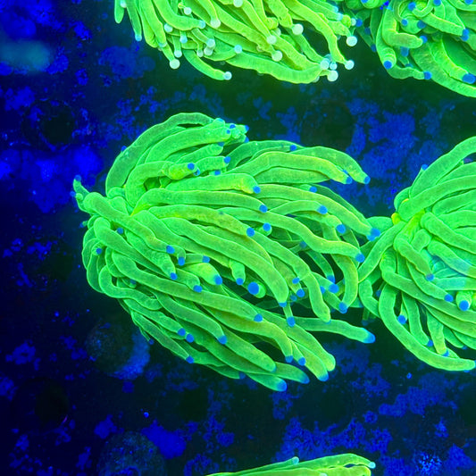 X1-03-M11 || 1 Head Holy Grail Torch WYSIWYG