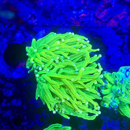 X1-04-M11 || 2 Head Holy Grail Torch WYSIWYG