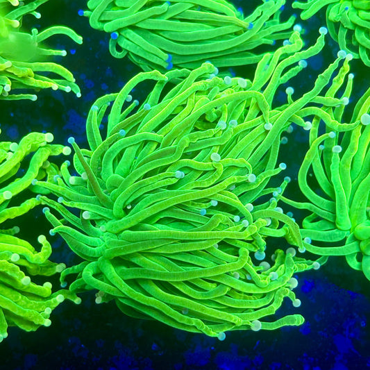 X1-05-M11 || 2 Head Holy Grail Torch WYSIWYG