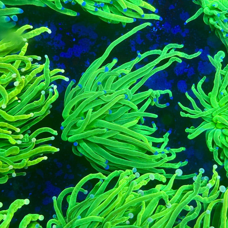 X1-06-M11 || 1 Head Holy Grail Torch WYSIWYG