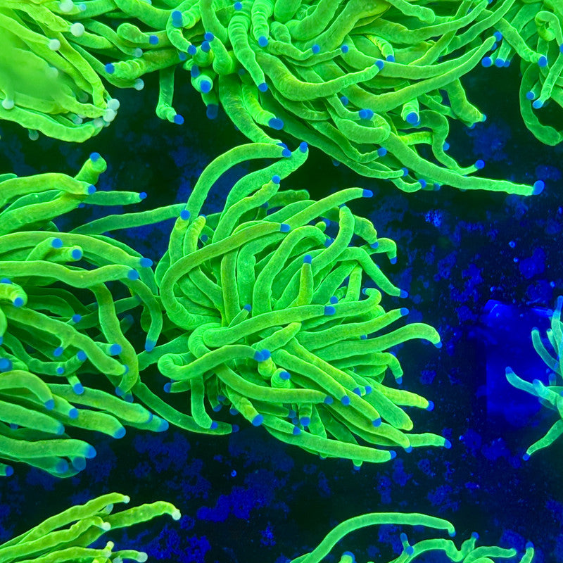 X1-07-M11 || 1 Head Holy Grail Torch WYSIWYG