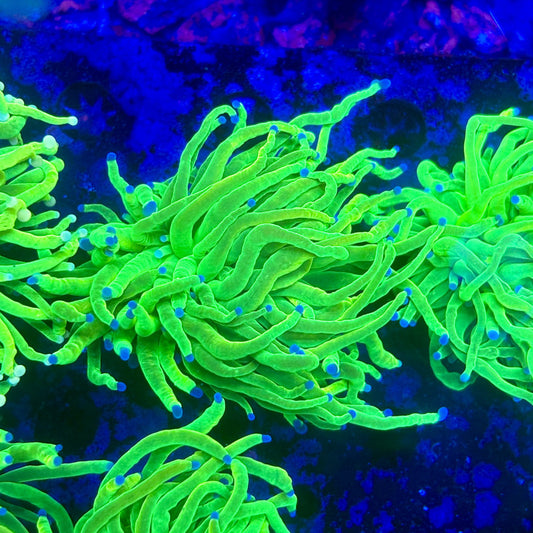 X1-08-M11 || 2 Head Holy Grail Torch WYSIWYG