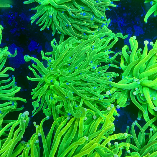 X1-10-M11 || 1 Head Holy Grail Torch WYSIWYG