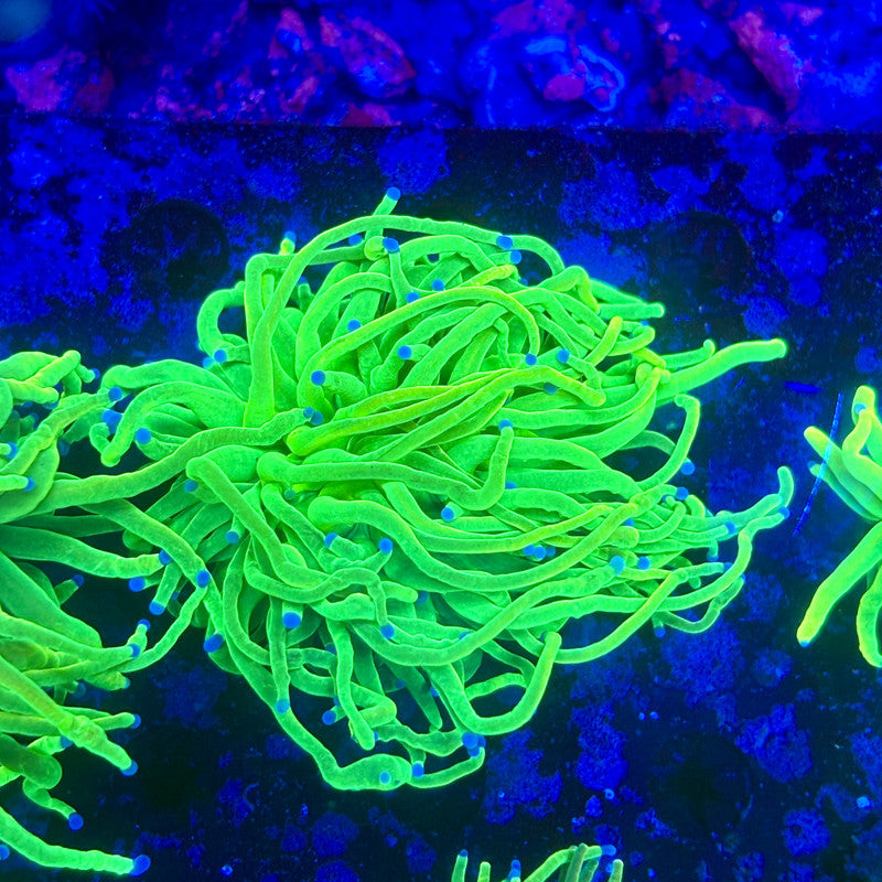 X1-12-M11 || 1 Head Holy Grail Torch WYSIWYG