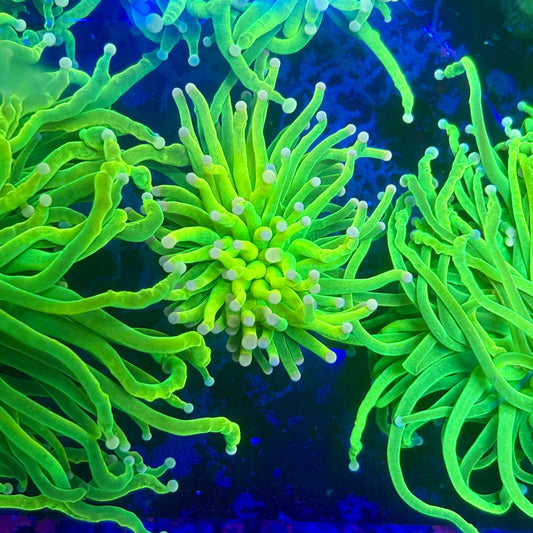 X1-13-M11 || 1 Head Malaysian Holy Grail Skittles Torch WYSIWYG