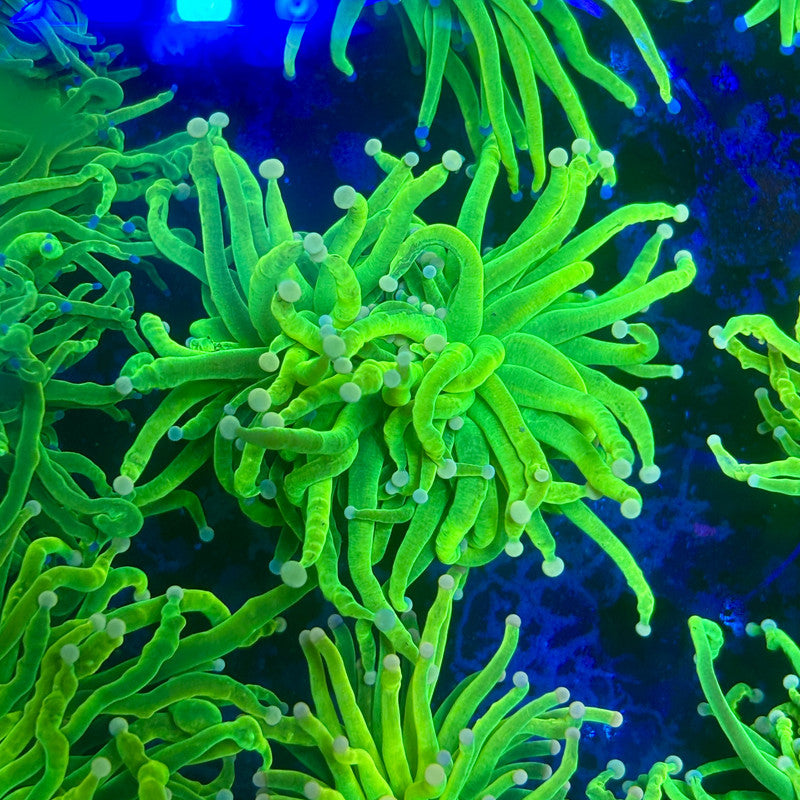 X1-14-M11 || 2 Head Holy Grail Torch WYSIWYG