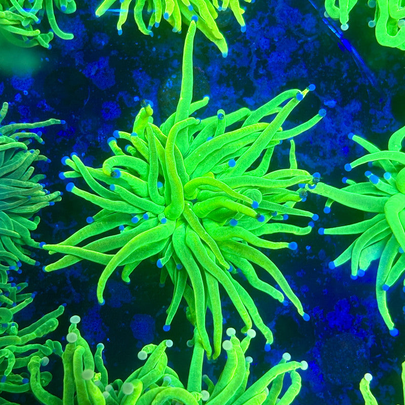 X1-15-M11 || 1 Head Holy Grail Torch WYSIWYG