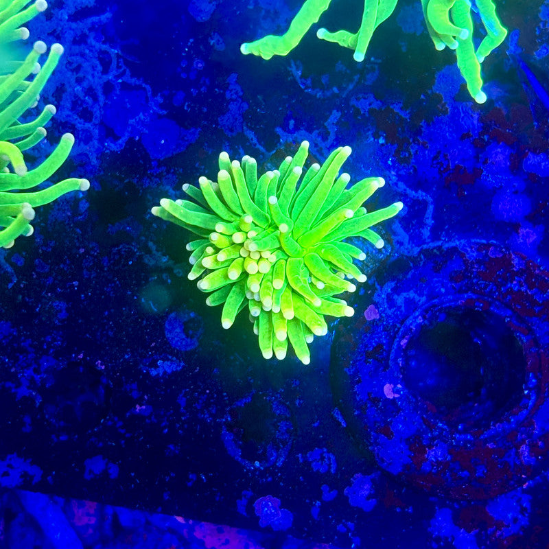 X1-17-M11 || 1 Head Holy Grail  Torch WYSIWYG