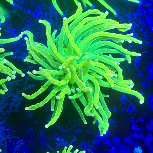 X1-18-M11 || 1 Head Holy Grail Torch WYSIWYG