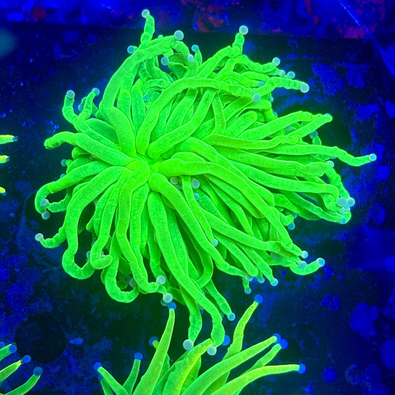 X1-20-M11 || 1 Head Holy Grail Torch WYSIWYG