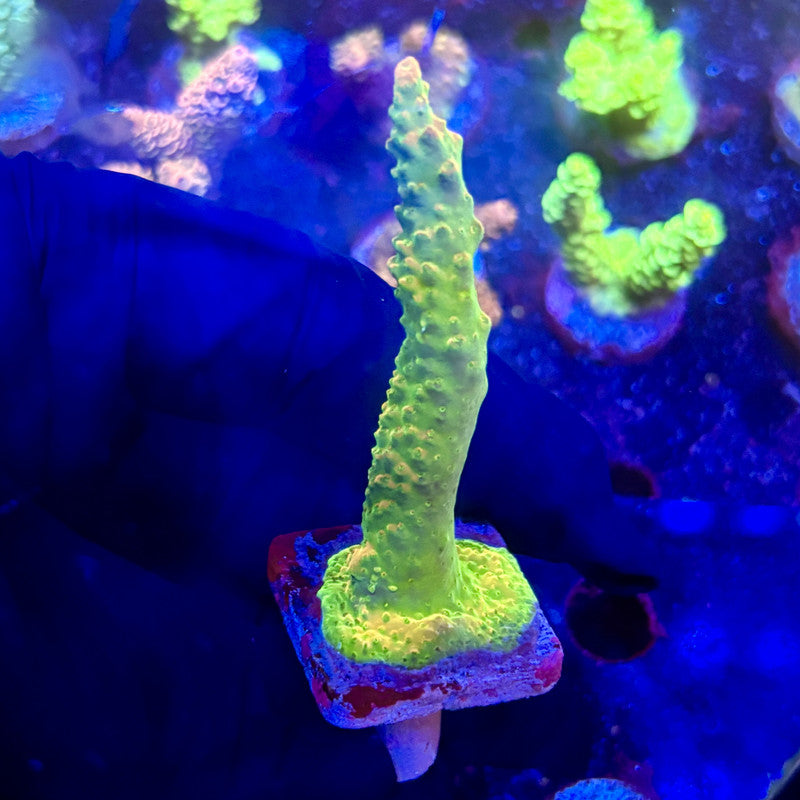 K5-A01-M12 || KFC Indo Smooth Skin SPS Frag WYSIWYG