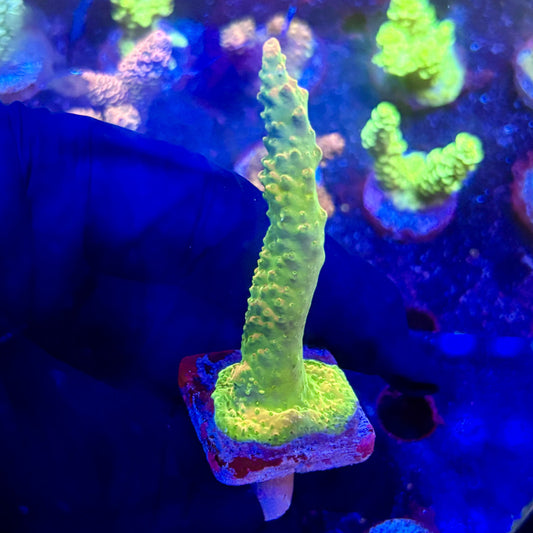 K5-A01-M12 || KFC Indo Smooth Skin SPS Frag WYSIWYG