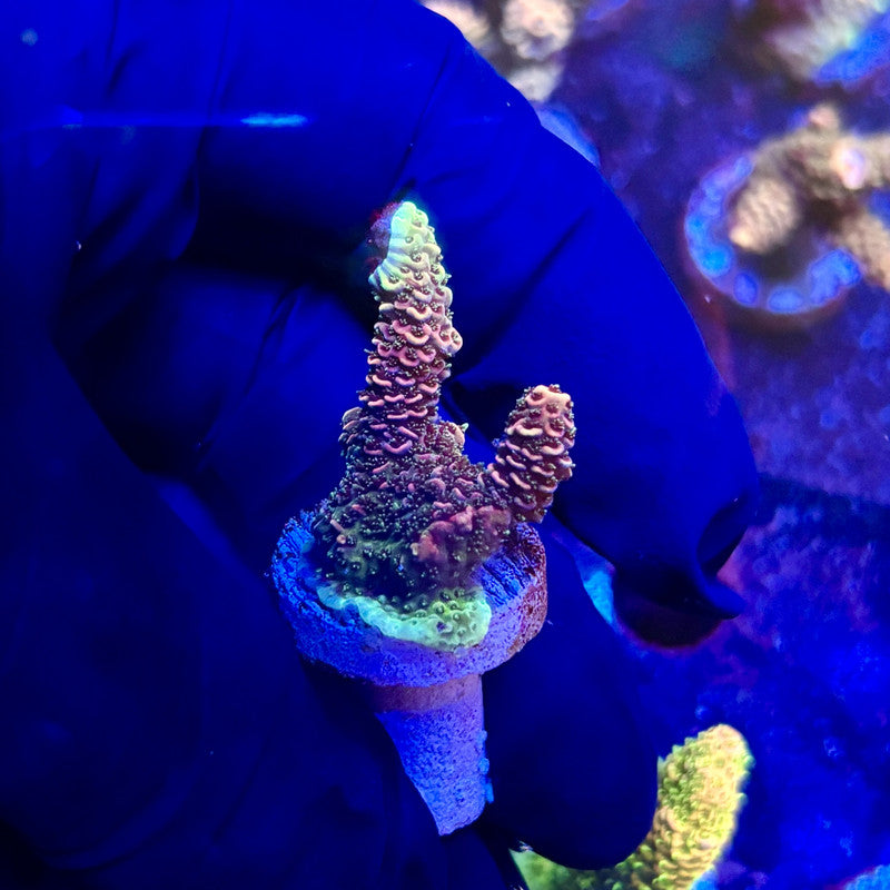 K5-A02-M12 || KFC Indo Millepora SPS Frag WYSIWYG