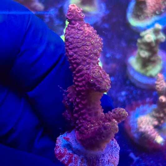 K5-A03-M12 || KFC Indo Millepora SPS Frag WYSIWYG