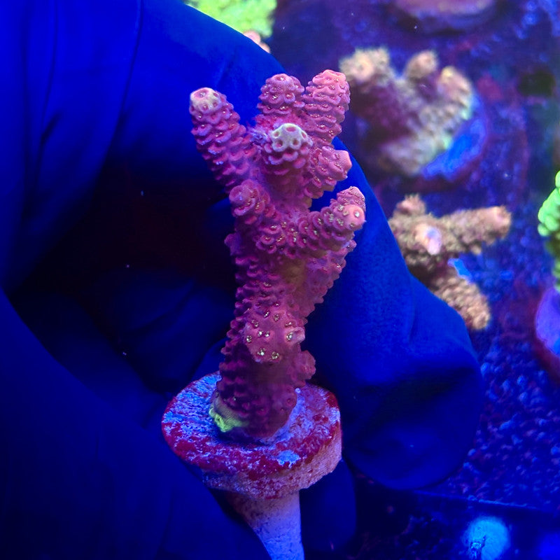 K5-A04-M12 || KFC Indo Millepora SPS Frag WYSIWYG