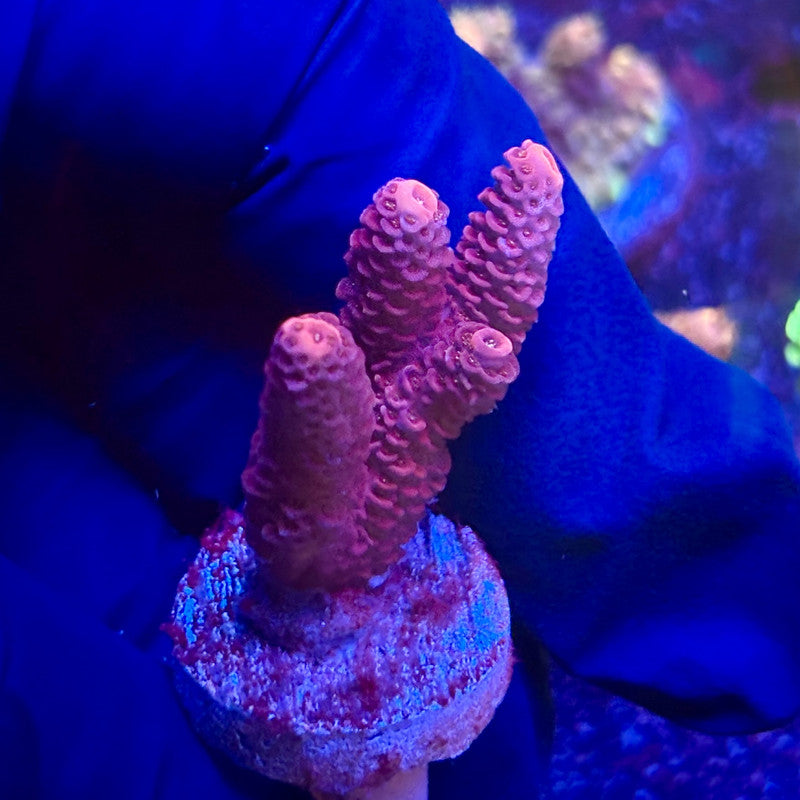 K5-A05-M12 || KFC Indo Millepora SPS Frag WYSIWYG