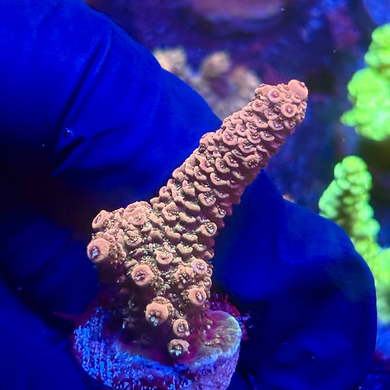 K5-A06-M12 || KFC Indo Millepora SPS Frag WYSIWYG