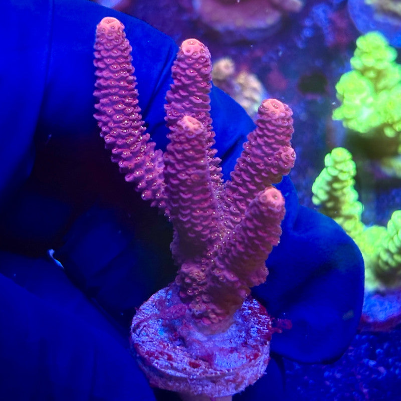 K5-A07-M12 || KFC Indo Millepora SPS Frag WYSIWYG