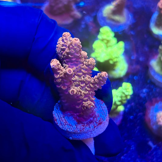 K5-B03-M12 || KFC Indo Millepora SPS Frag WYSIWYG