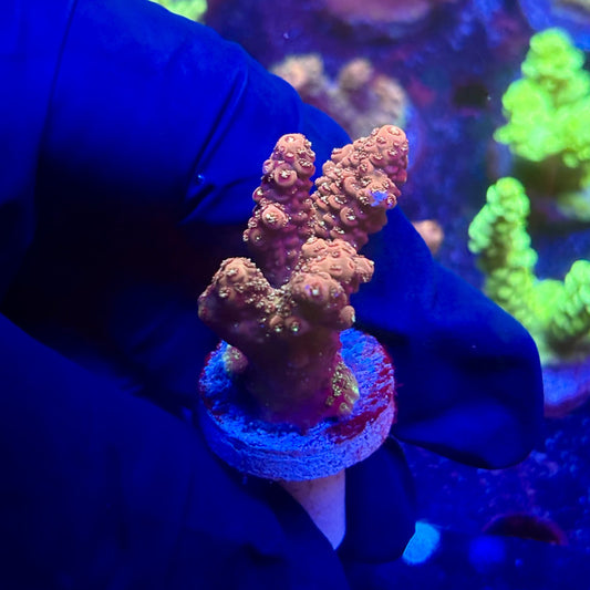 K5-B04-M12 || KFC Indo Millepora SPS Frag WYSIWYG