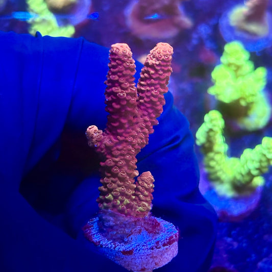 K5-B05-M12 || KFC Indo Millepora SPS Frag WYSIWYG