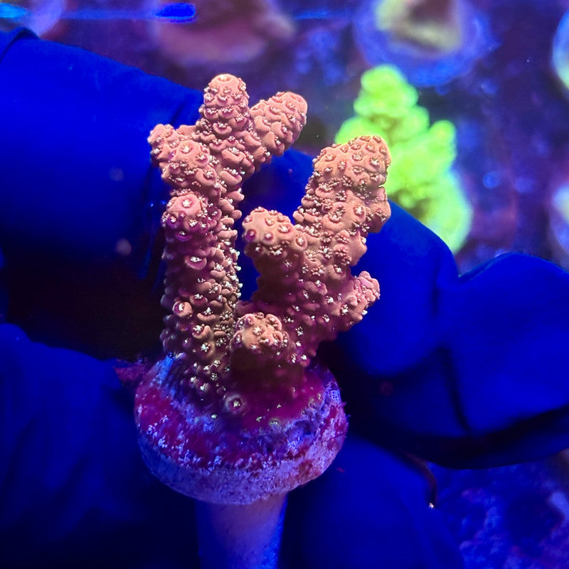 K5-B06-M12 || KFC Indo Millepora SPS Frag WYSIWYG