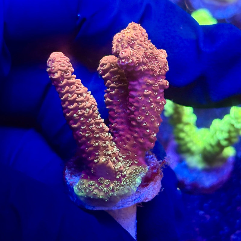 K5-B07-M12 || KFC Indo Millepora SPS Frag WYSIWYG