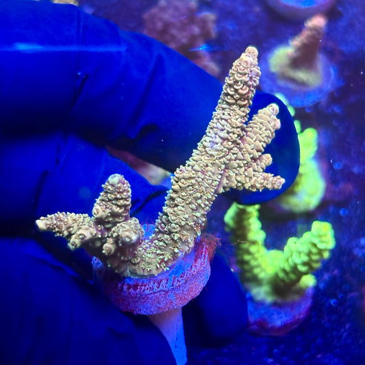 K5-C02-M12 || KFC Indo Millepora SPS Frag WYSIWYG