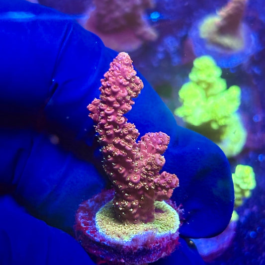 K5-C03-M12 || KFC Indo Millepora SPS Frag WYSIWYG