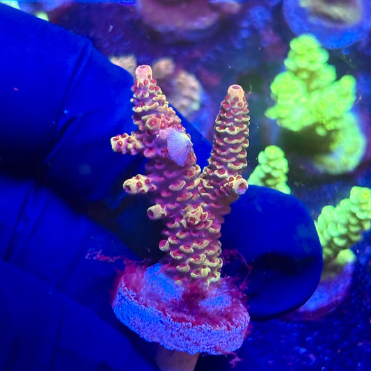 K5-C04-M12 || KFC Indo Millepora SPS Frag WYSIWYG