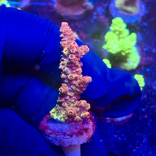 K5-C05-M12 || KFC Indo Millepora SPS Frag WYSIWYG