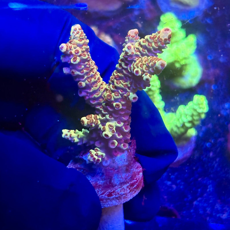 K5-C06-M12 || KFC Indo Millepora SPS Frag WYSIWYG