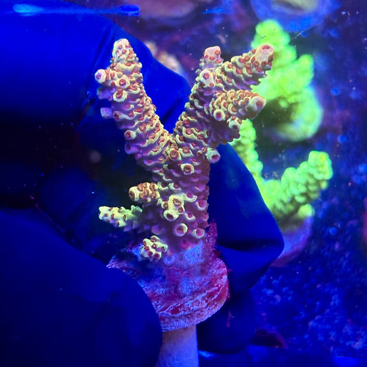 K5-C06-M12 || KFC Indo Millepora SPS Frag WYSIWYG