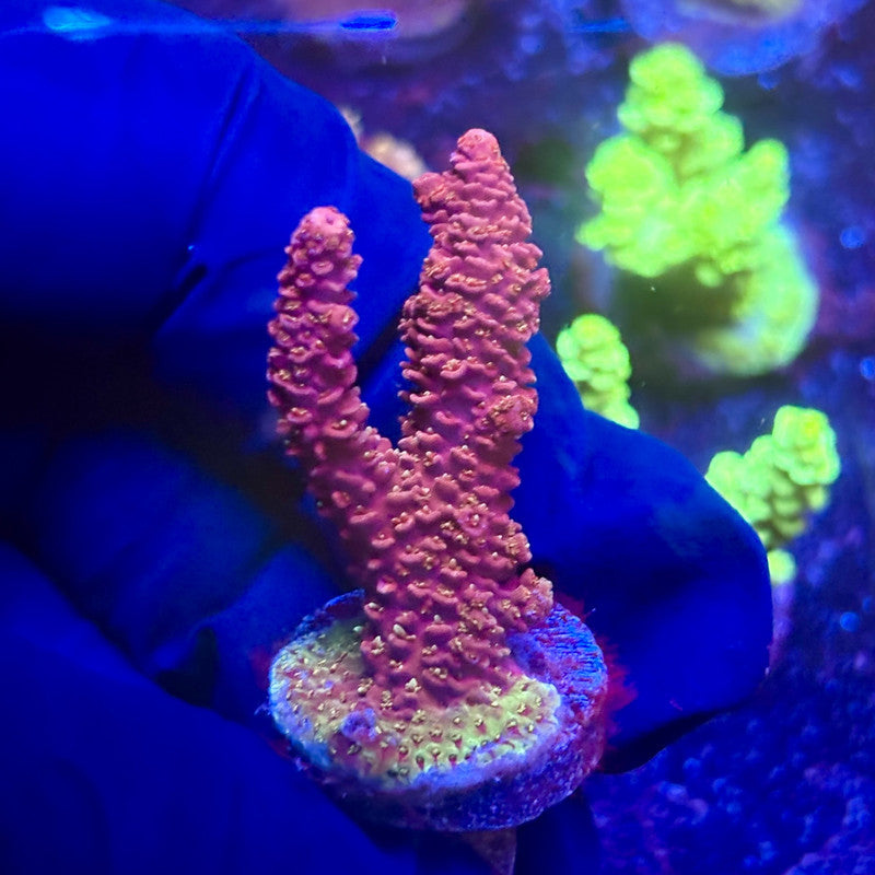 K5-D01-M12 || KFC Indo Millepora SPS Frag WYSIWYG
